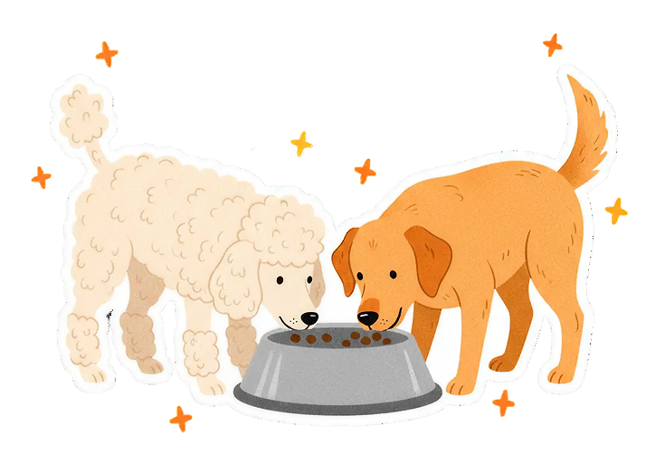 Две собачки едят корм